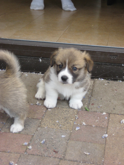 pup